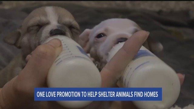 One Love Promotion to Help Shelter Animals Find Homes