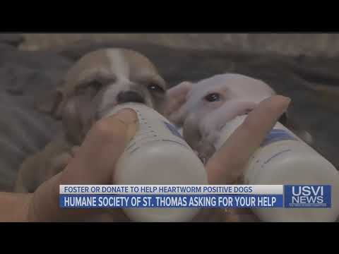 Humane Society of St. Thomas Asking for Help