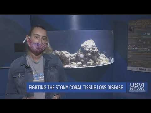 Fighting the Stony Coral Tissue Loss Disease