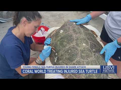 Coral World Treating Injured Sea Turtle