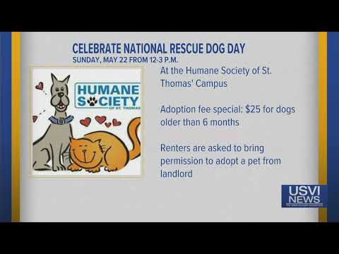 Humane Society of St. Thomas to Celebrate National Rescue Dog Day