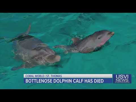 Bottlenose Dolphin Calf Dies at Coral World in St. Thomas