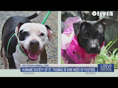 Humane Society of St. Thomas in Dire Need of Fosters