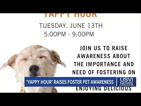 Humane Society of St. Thomas to Host Foster Matchmaking Yappy Hour