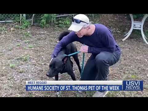 Meet Reggie: Humane Society of St. Thomas Pet of the Week