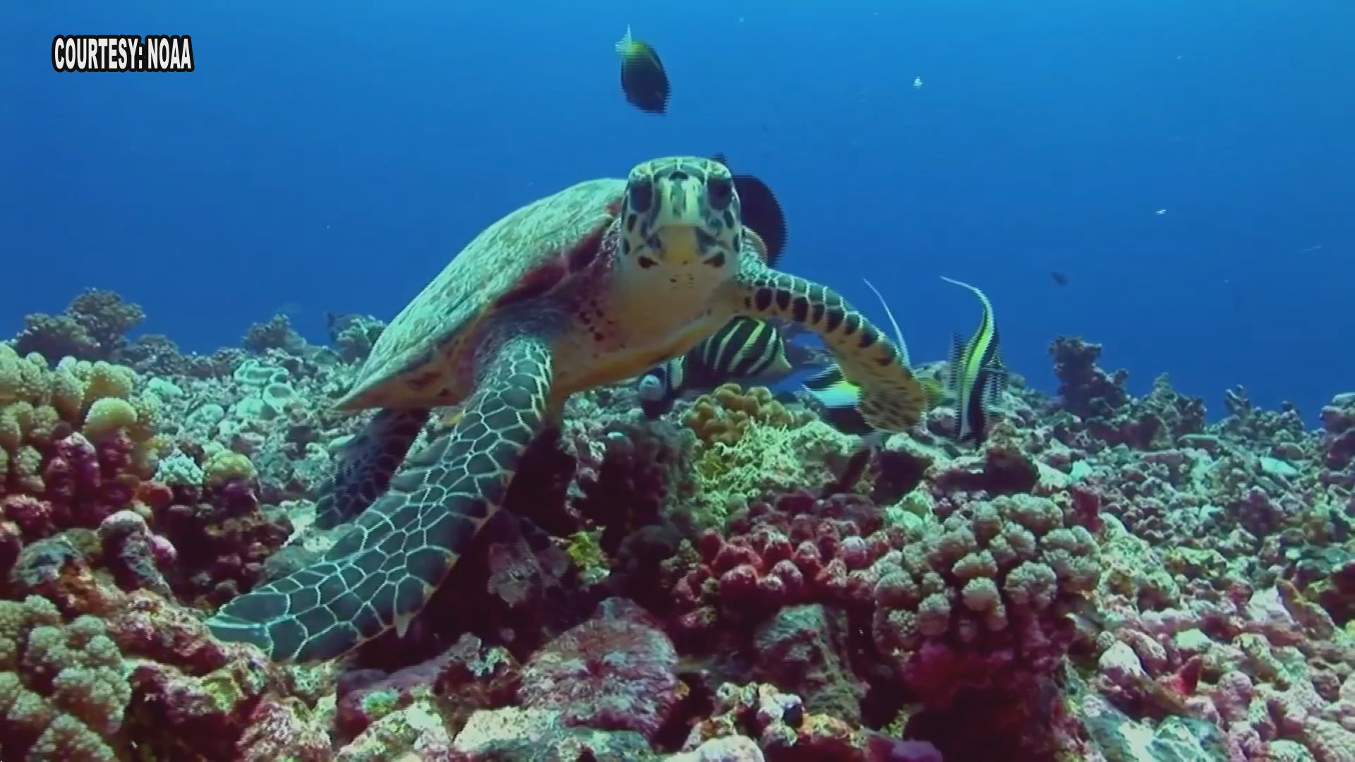 State Dept., NOAA Continue Efforts to Help Save Sea Turtles