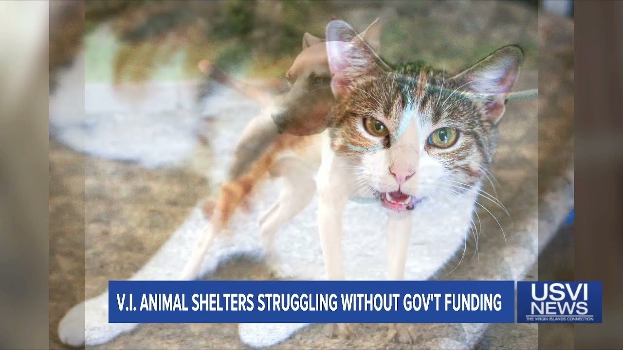 Virgin Islands Animal Shelters Struggle without Government Funding