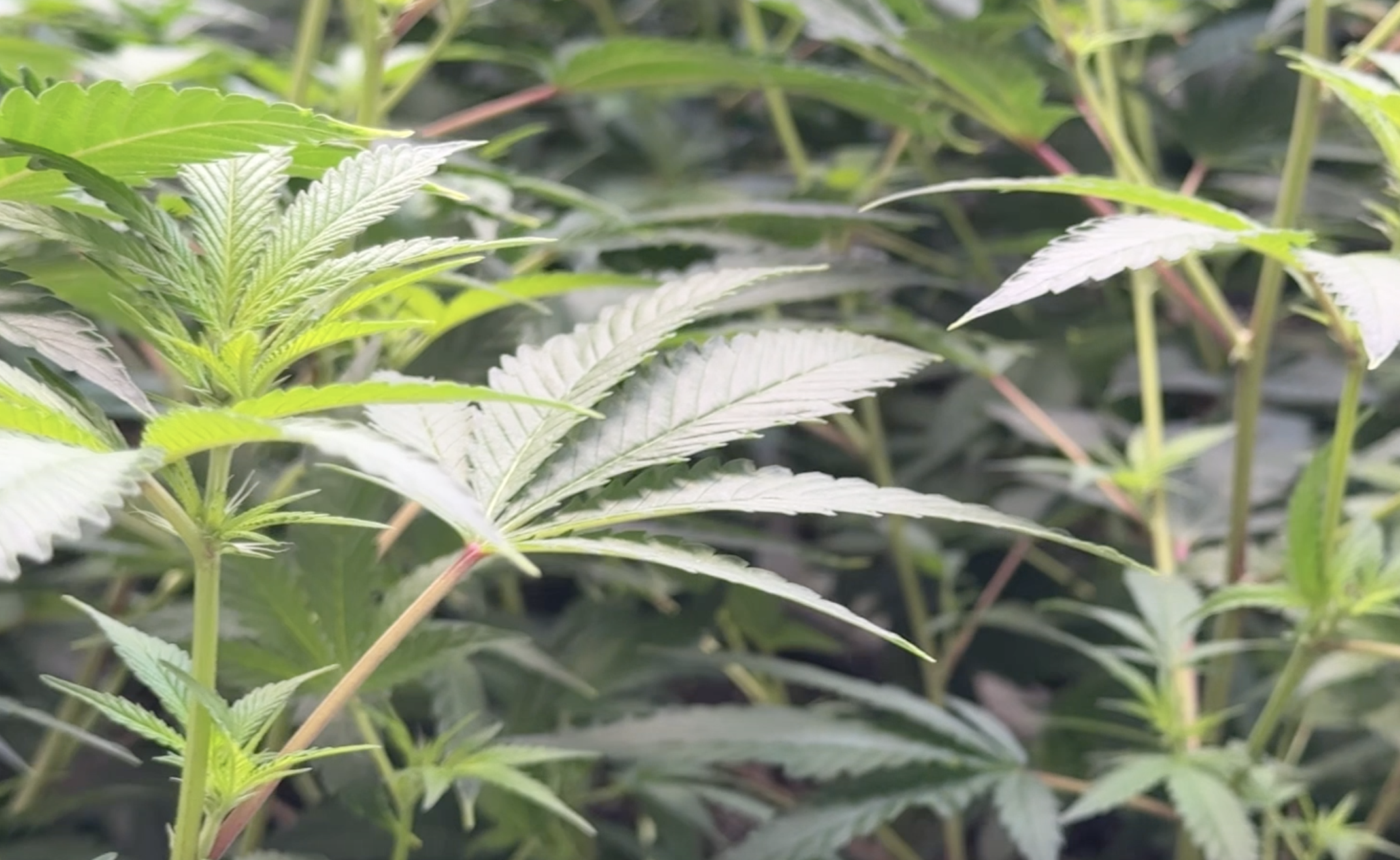 Trump Reclassifies Marijuana from Schedule I to Schedule III Drug, Draws Mixed Reaction from GOP 