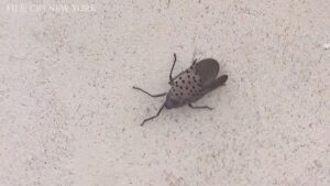 Bipartisan Push to Prioritize Research for Invasive Spotted Lanternflies