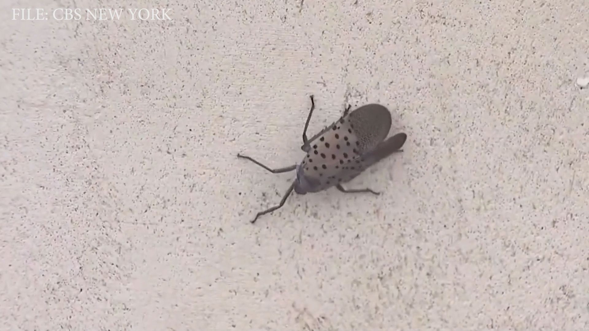 Bipartisan Push to Prioritize Research for Invasive Spotted Lanternflies