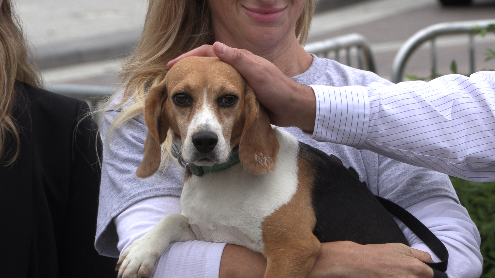 A New Leash on “Outdated” Research and Practices: Bipartisan Bill Targets Dog and Cat Testing 