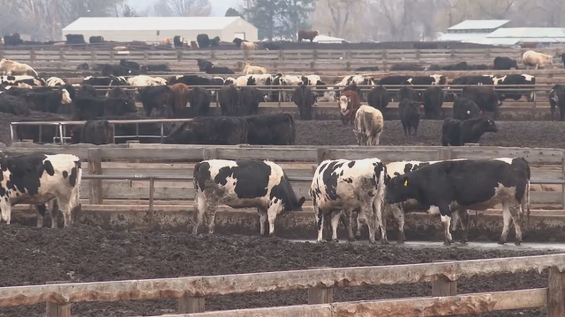 House Agriculture Chairman Shares Concerns Over President’s Beef Import Plan